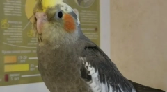 Jak wybrać parrot corella